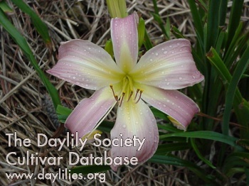 Daylily Orchid Corsage